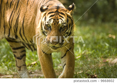 potrait of a tiger potrait of a tiger 9668602