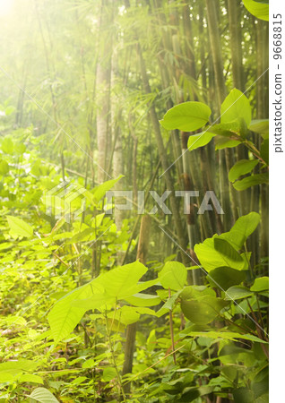forest forest 9668815