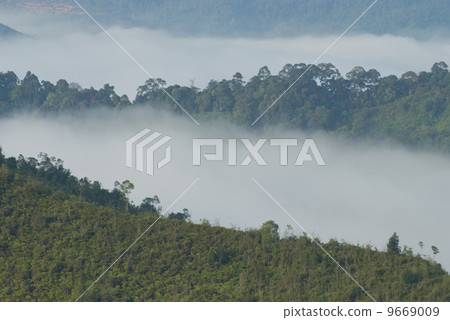 forest 9669009