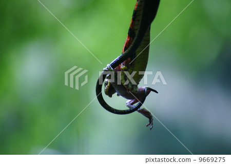 Predation Predation 9669275