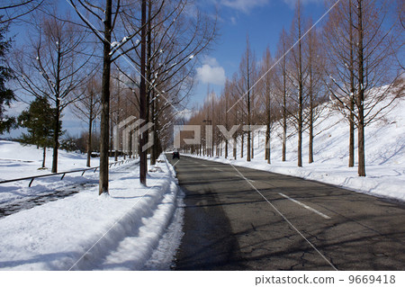 水杉行樹 水杉行樹 9669418