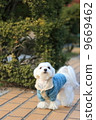Maltese 9669462
