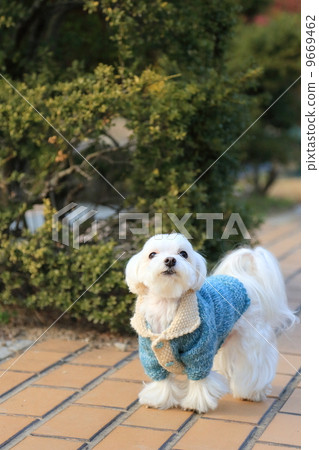 馬耳他語 9669462