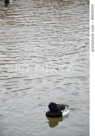 Kinkrochasshuro 9669504