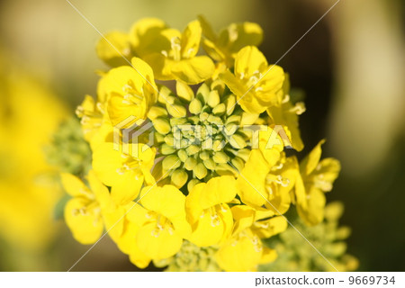 Rape blossoms 9669734