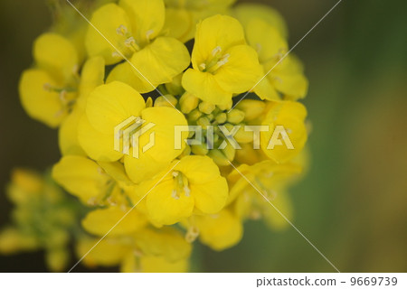 強姦開花 強姦開花 9669739