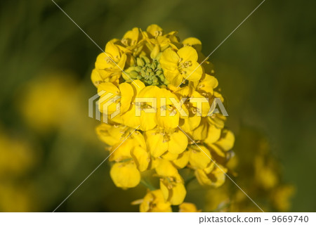 強姦開花 強姦開花 9669740