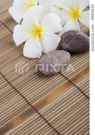 frangipani 9669916