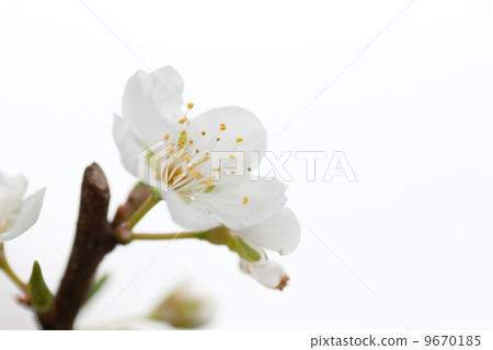 Flower of Lee 9670185