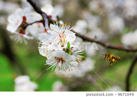 Bee gathering nectar in a garden Bee gathering nectar in a garden 9671049
