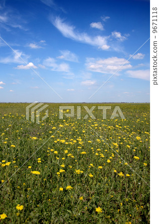 Flower field under blue sky 9671118