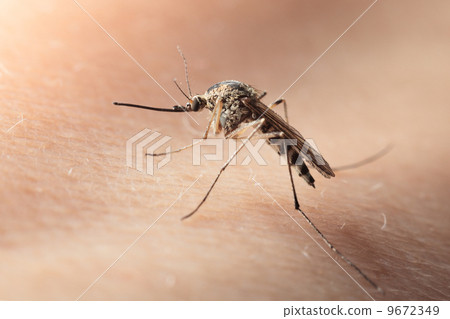 Macro of bloodsucker mosquito on human skin 9672349
