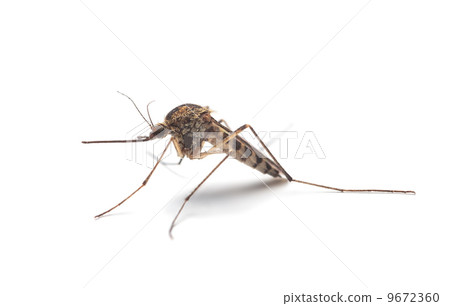 Mosquito (Culex pipiens) profile 9672360