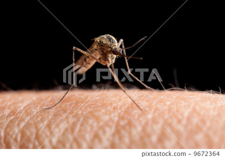 Mosquito (Culex pipiens) going to sting 9672364