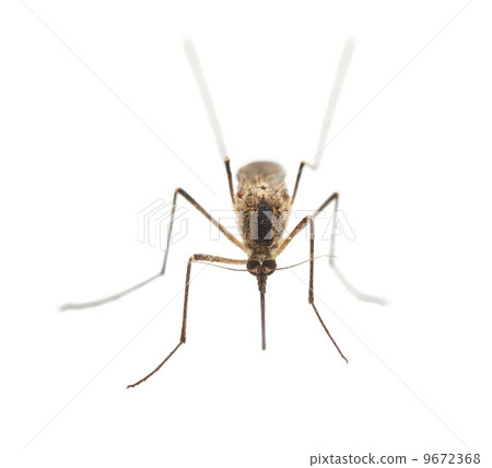 Mosquito portrait 9672368