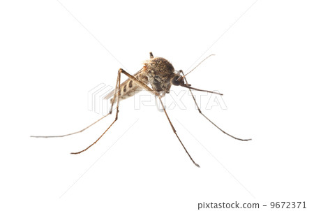 Macro of mosquito isolated on white 9672371