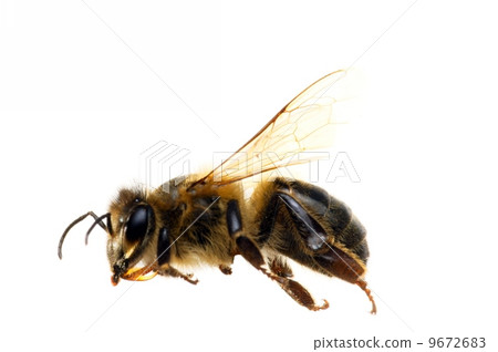 Bee on white background 9672683