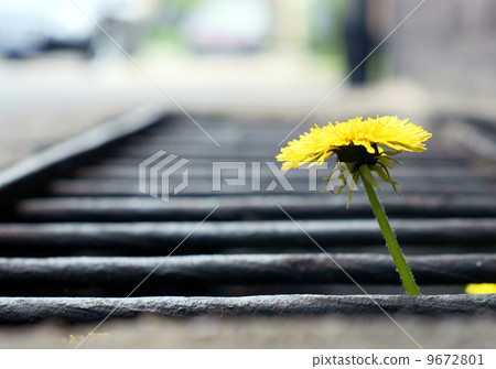 yellow dandelions. 9672801