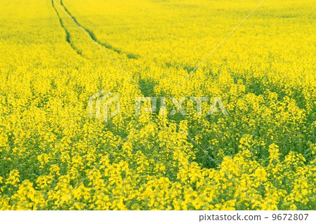 Yellow oilseed rape scenery 9672807