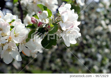 Apple blossom branch close-up Apple blossom branch close-up 9672829