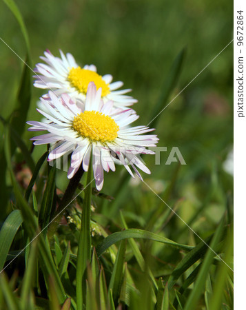 Close-up of daisy flower growing in grass Close-up of daisy flower growing in grass 9672864