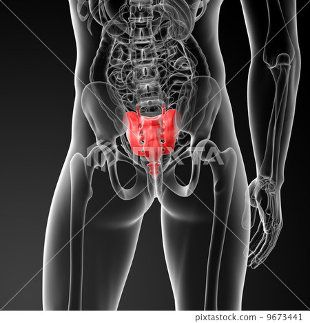3d render illustration sacrum bone - back view 9673441