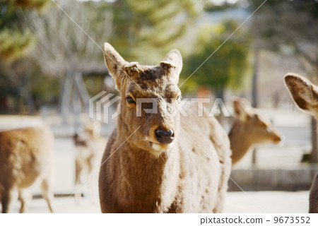Animal welfare image 9673552