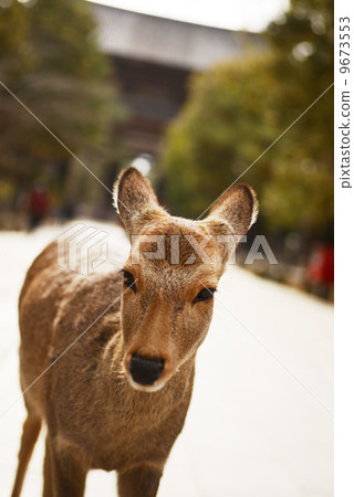 Animal welfare image 9673553