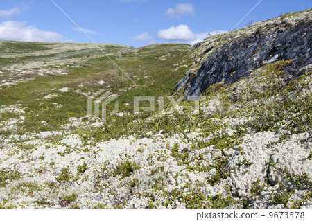 Reindeer lichen (Norway) 9673578