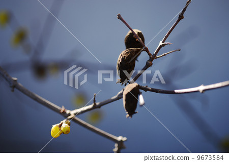 Insect bag Insect bag 9673584