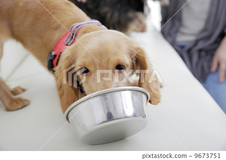 Dog Dog 9673751
