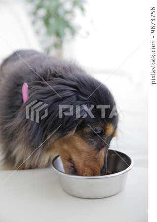 和狗一起生活 9673756