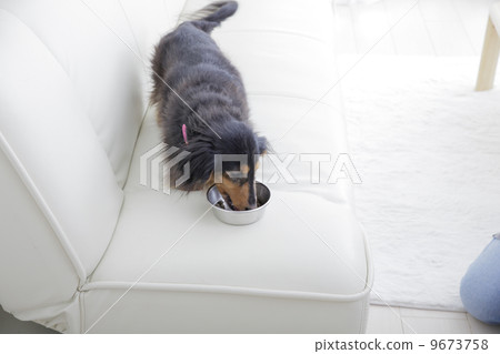 和狗一起生活 9673758