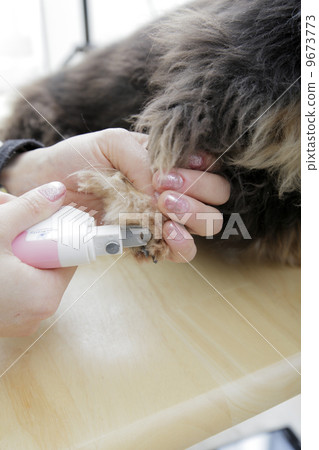 和狗一起生活 9673773