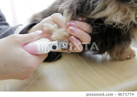 和狗一起生活 9673774