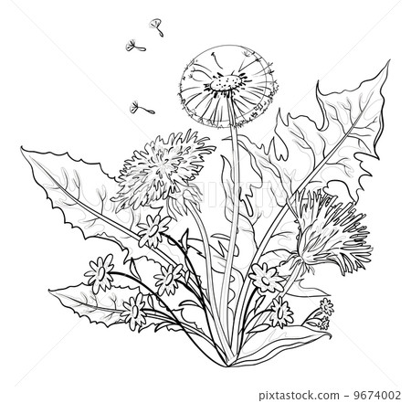 Flowers dandelions with leaves, contours 9674002