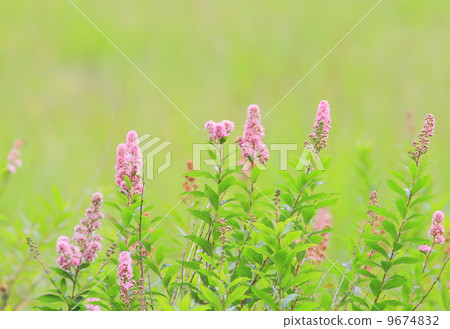 Hozakimotsuke 9674832