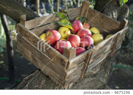 Apples in an old wooden crate on tree 9675298