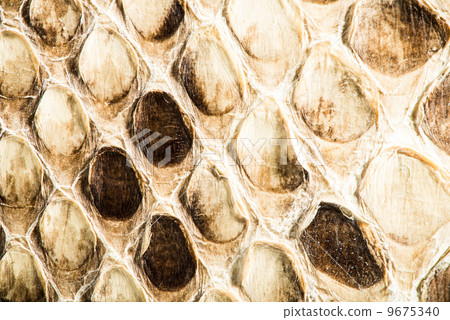 Texture of genuine snakeskin Texture of genuine snakeskin 9675340