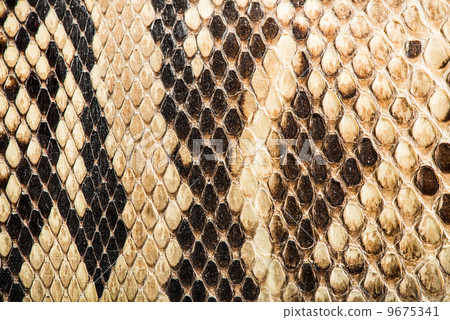 Texture of genuine snakeskin Texture of genuine snakeskin 9675341