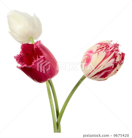 Three flowers 9675420