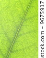veins of leaf, nutrient, nutritional 9675917