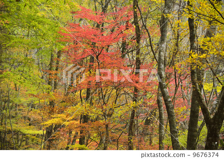 小田山的秋葉 9676374