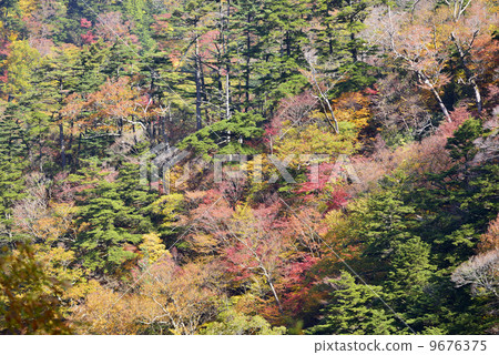 Ishigaru秋葉 9676375