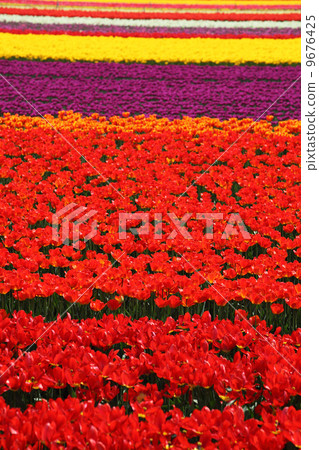 GOOKEN CITY鬱金香節的鬱金香 GOOKEN CITY鬱金香節的鬱金香 9676425