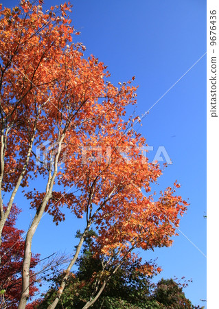 Autumn leaves 9676436