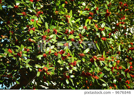 塔拉的紅色果子 塔拉的紅色果子 9676846