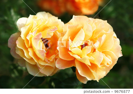 Rose of orange 9676877