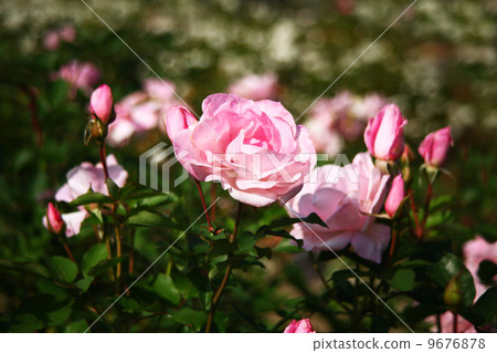 Rose of light pink color 9676878