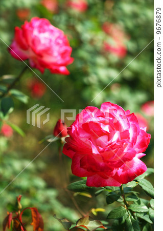 Red roses 9676879